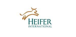 heifer